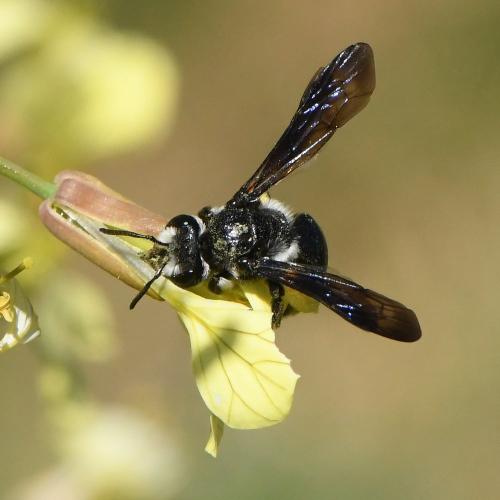 Andrena (afrensis-agilissima-asperrima)